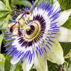 Blue Passion Flower Diamond Painting