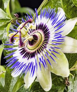 Blue Passion Flower Diamond Painting