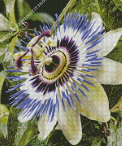 Blue Passion Flower Diamond Painting