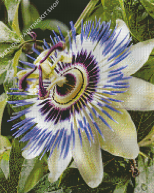 Blue Passion Flower Diamond Painting