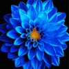 Blue Dahlia Diamond Painting