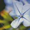 Close Up Plumbago Flowers Diamond Painting