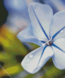 Close Up Plumbago Flowers Diamond Painting