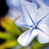 Close Up Plumbago Flowers Diamond Painting