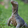 Close Up Goanna Diamond Painting