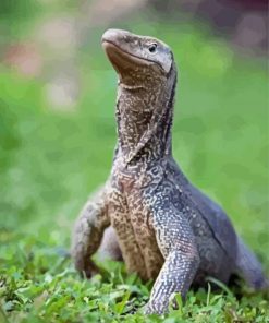 Close Up Goanna Diamond Painting