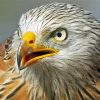 Close Up Red Kite Bird Diamond Painting