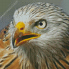 Close Up Red Kite Bird Diamond Painting