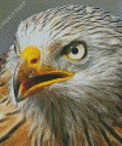 Close Up Red Kite Bird Diamond Painting