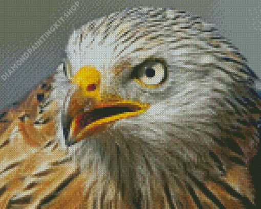 Close Up Red Kite Bird Diamond Painting