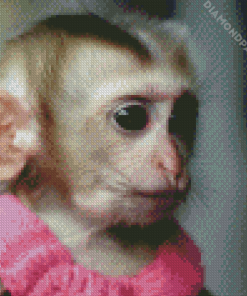 Cute Monkey In Dress Diamond Painting