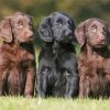 Flat Coated Retrievers Diamond Painting