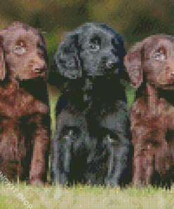 Flat Coated Retrievers Diamond Painting