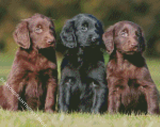 Flat Coated Retrievers Diamond Painting