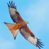 Flying Red Kite Bird Diamond Painting