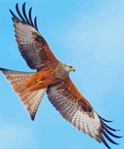 Flying Red Kite Bird Diamond Painting