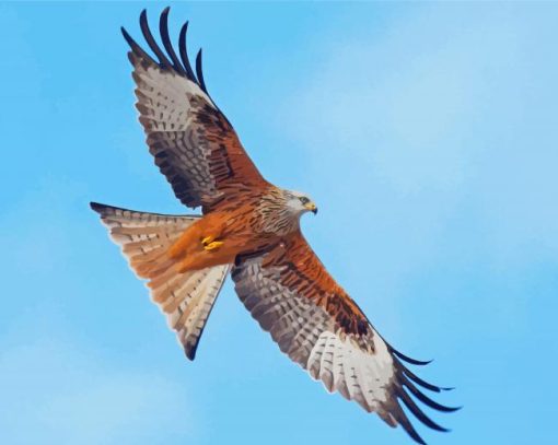 Flying Red Kite Bird Diamond Painting