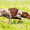 German Shorthaired Dog Diamond Painting