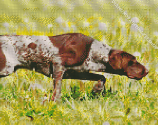 German Shorthaired Dog Diamond Painting