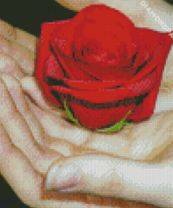 Giving A Rose On Hnad Diamond Painting