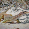 Goanna Reptile Diamond Painting