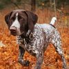 Hunting Dog German Shorthaired Diamond Painting