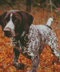 Hunting Dog German Shorthaired Diamond Painting