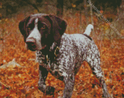 Hunting Dog German Shorthaired Diamond Painting