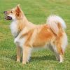 Icelandic Sheepdog Animal Diamond Painting