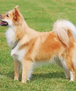 Icelandic Sheepdog Animal Diamond Painting