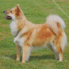 Icelandic Sheepdog Animal Diamond Painting