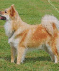 Icelandic Sheepdog Animal Diamond Painting