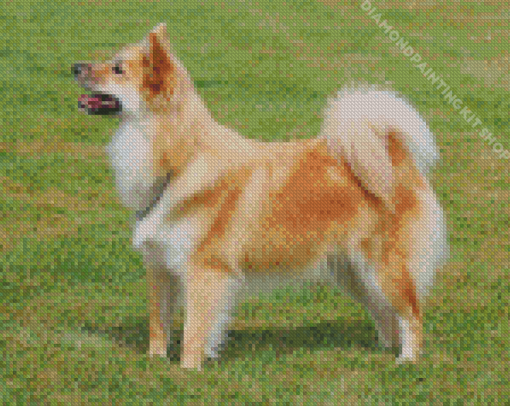 Icelandic Sheepdog Animal Diamond Painting