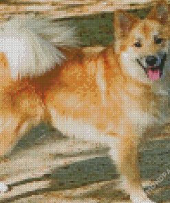 Icelandic Sheepdog Diamond Painting