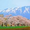 Japan Cherry Blossom Garden Landscape Diamond Painting