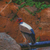 King Vulture Diamond Painting