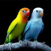 Lovebirds Diamond Painting