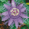 Purple Passion Flower Diamond Painting