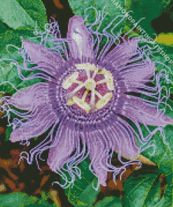 Purple Passion Flower Diamond Painting