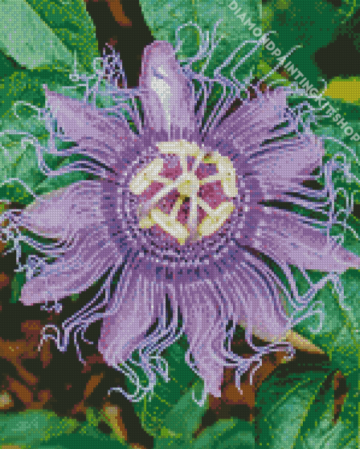 Purple Passion Flower Diamond Painting