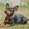 Miniature Pinscher Diamond Painting