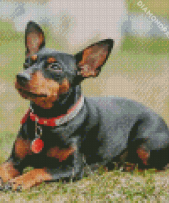 Miniature Pinscher Diamond Painting