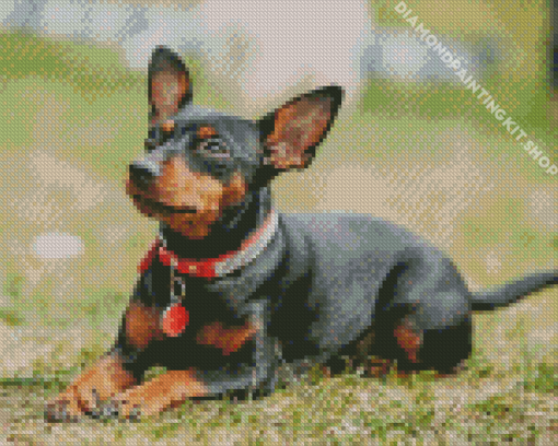 Miniature Pinscher Diamond Painting