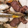 Mink Baby Reflection Diamond Painting