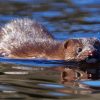 Mink Swimming Diamond Painting