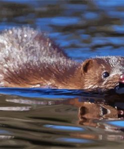 Mink Swimming Diamond Painting