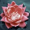 Pink Flower In Water Diamond Painting