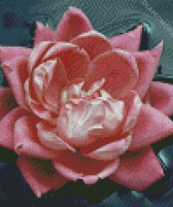 Pink Flower In Water Diamond Painting