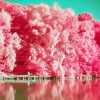 Pink Trees Landscape Diamond Painting