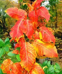 Poison Ivy Foliage Autumn Diamond Painting